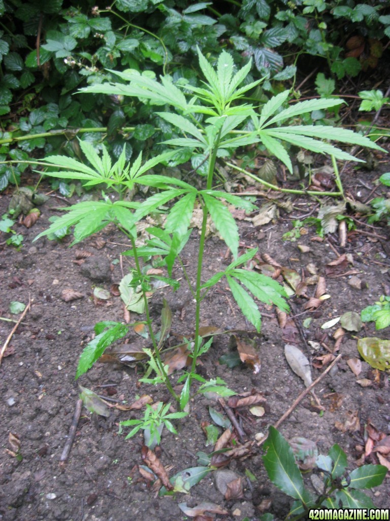 Outdoor plants / Middle veg / Guerilla / Italy