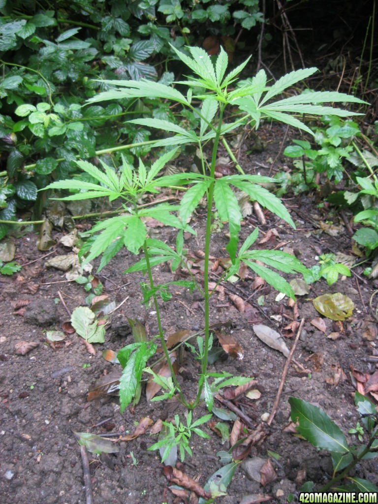 Outdoor plants / Middle veg / Guerilla / Italy