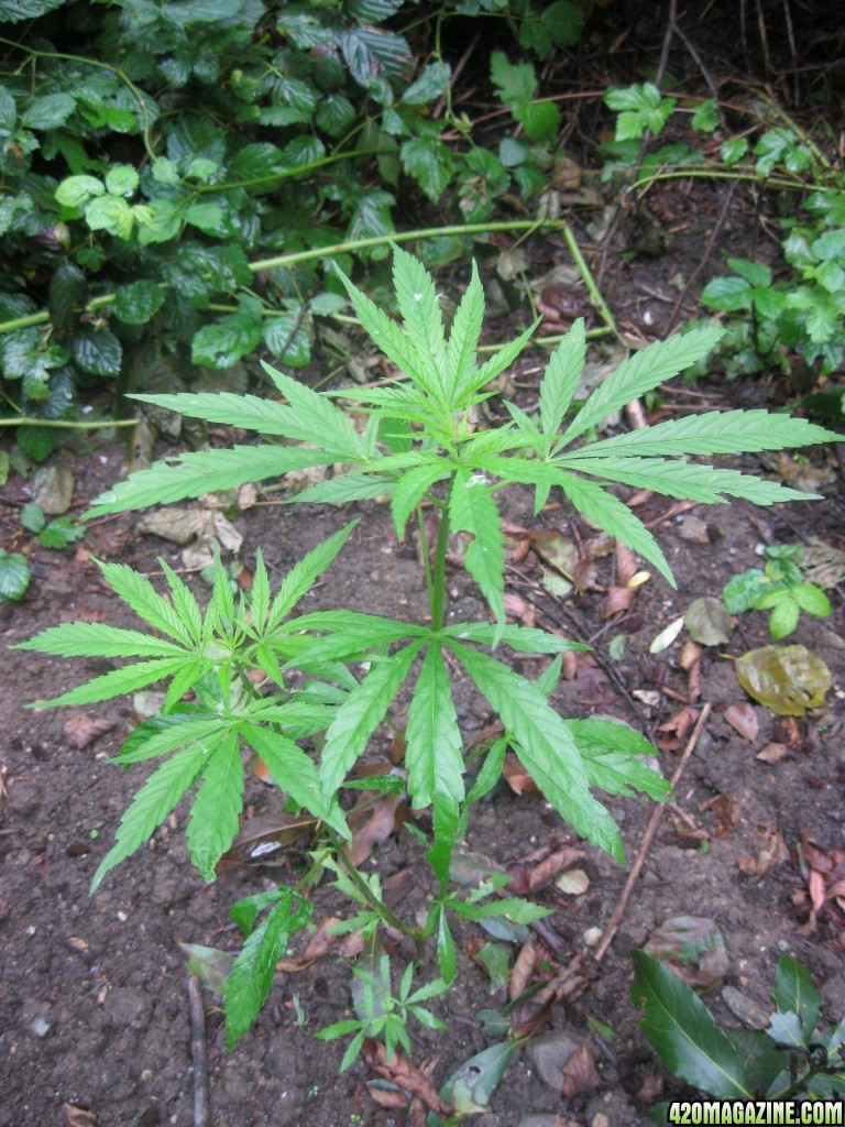 Outdoor plants / Middle veg / Guerilla / Italy