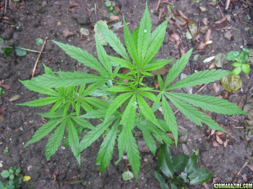 Outdoor plants / Middle veg / Guerilla / Italy