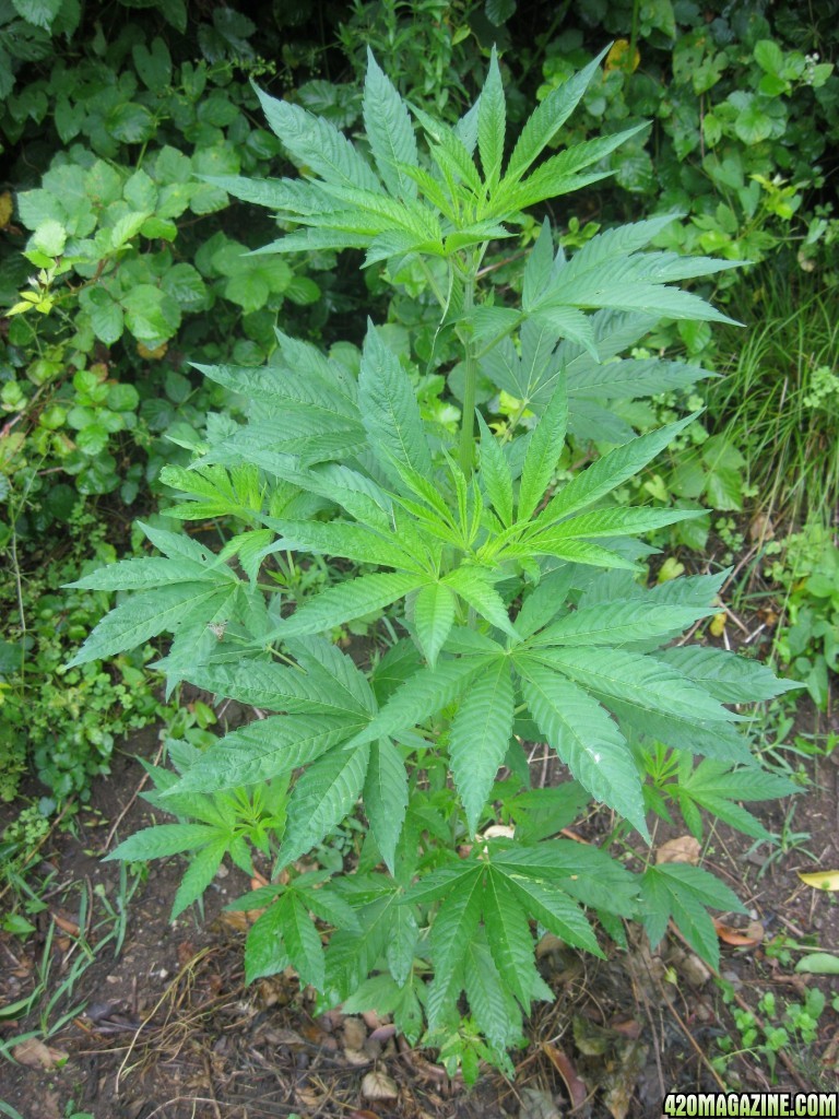 Outdoor plants / Middle veg / Guerilla / Italy