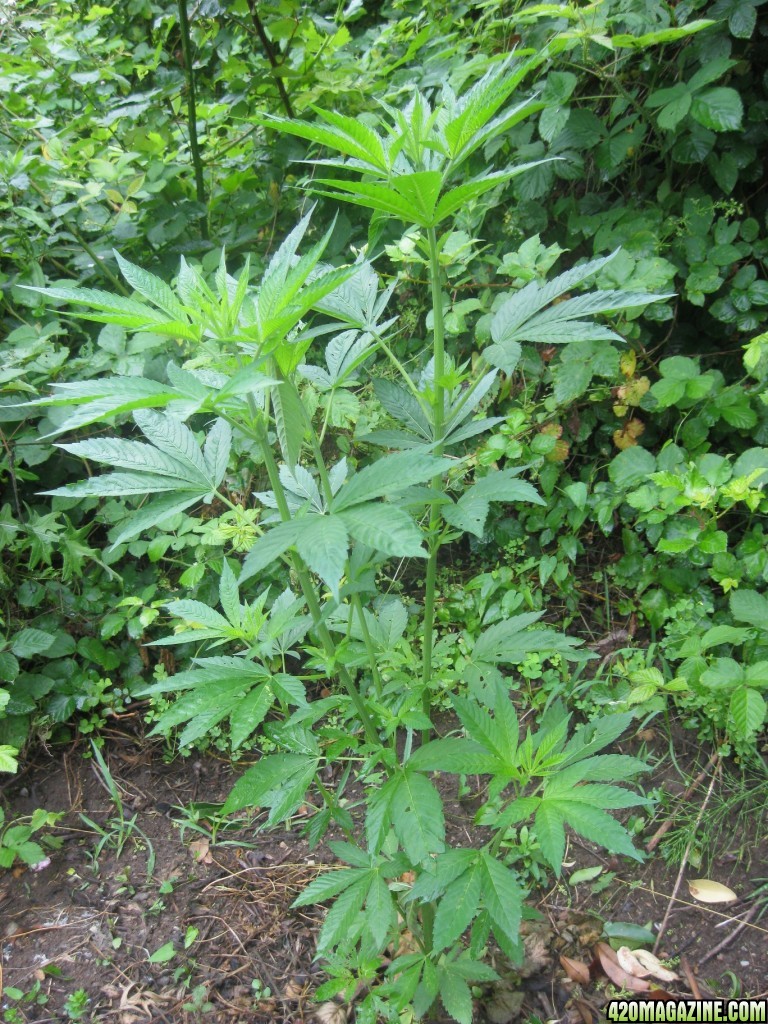 Outdoor plants / Middle veg / Guerilla / Italy