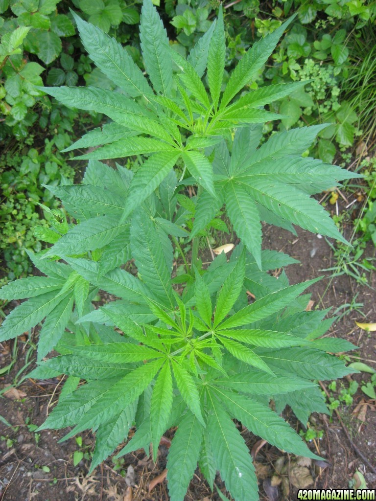 Outdoor plants / Middle veg / Guerilla / Italy