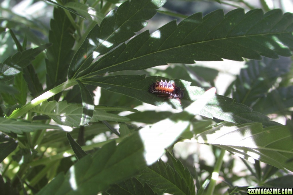 outdoor plants