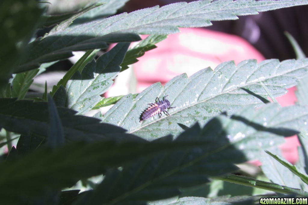 outdoor plants