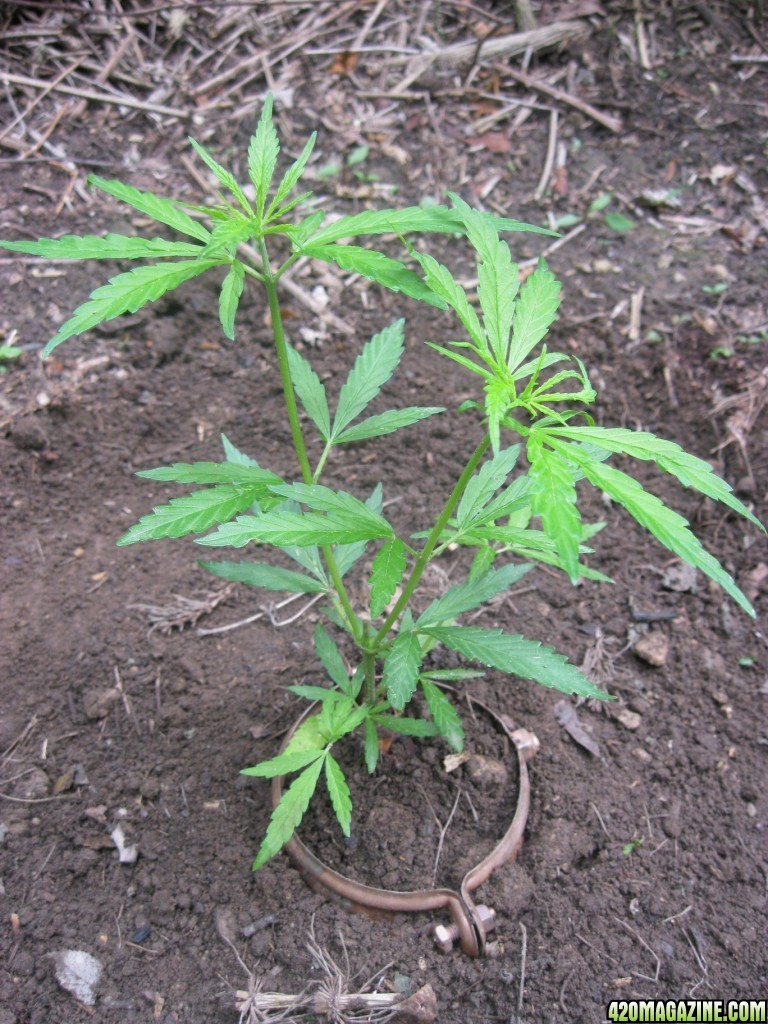 Outdoor seedlings / guerilla grow