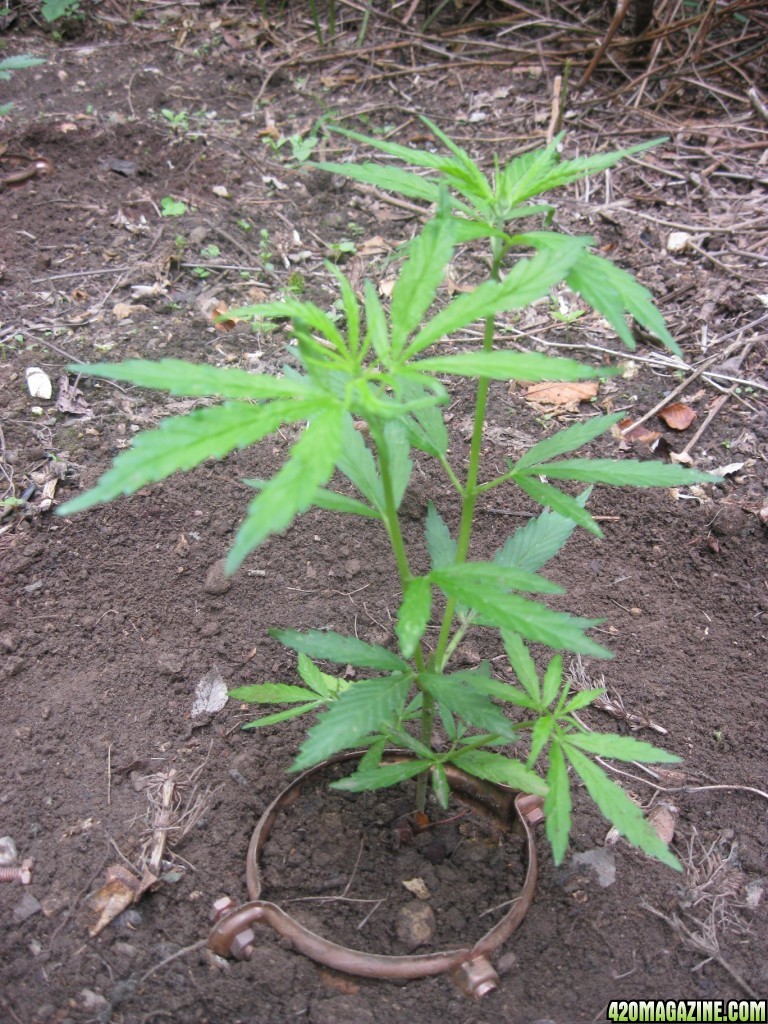 Outdoor seedlings / guerilla grow