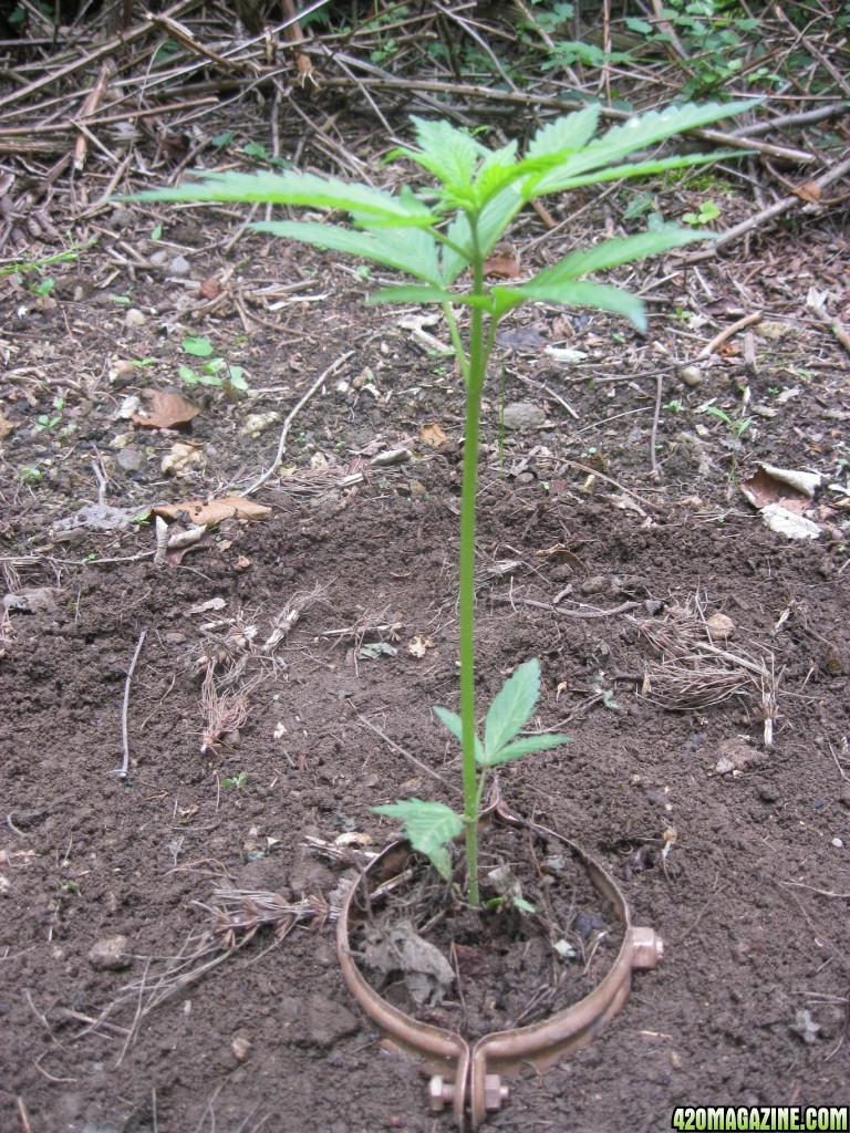 Outdoor seedlings / guerilla grow