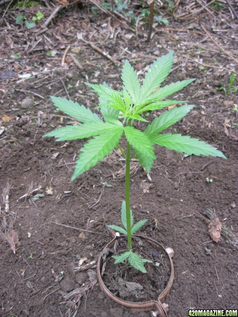 Outdoor seedlings / guerilla grow