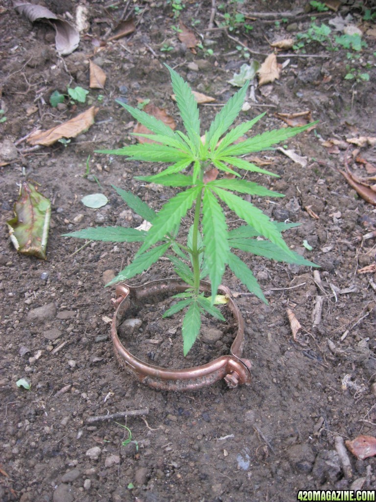 Outdoor seedlings / guerilla grow