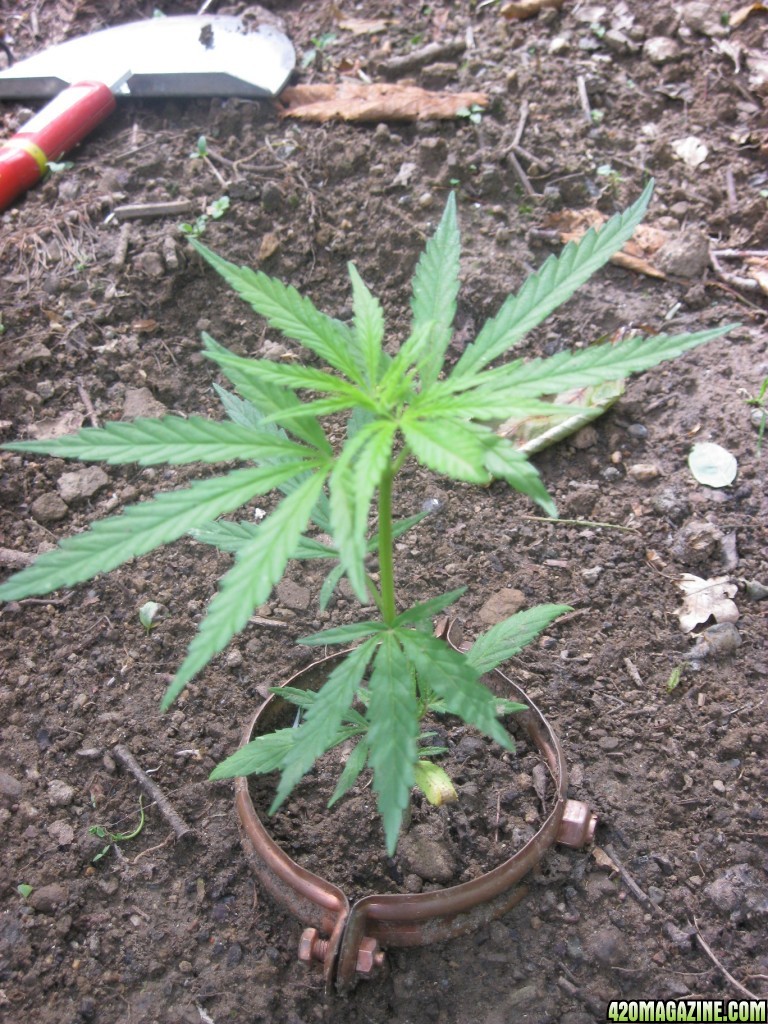 Outdoor seedlings / guerilla grow