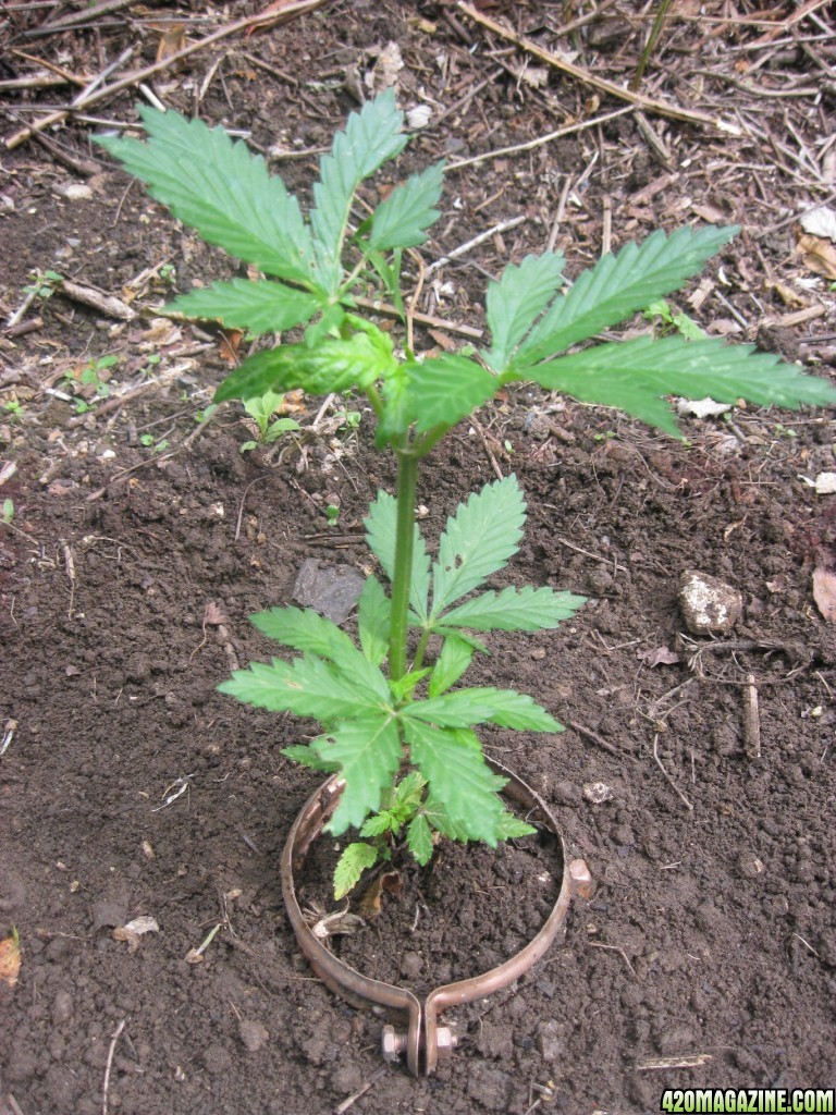 Outdoor seedlings / guerilla grow