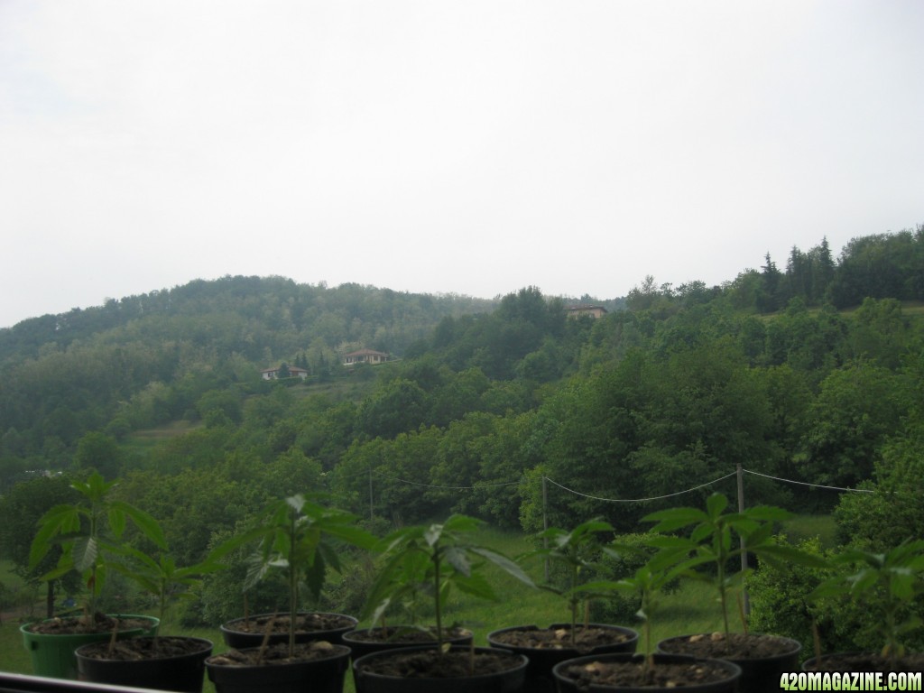 Outdoor seedlings