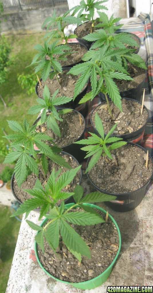 Outdoor seedlings