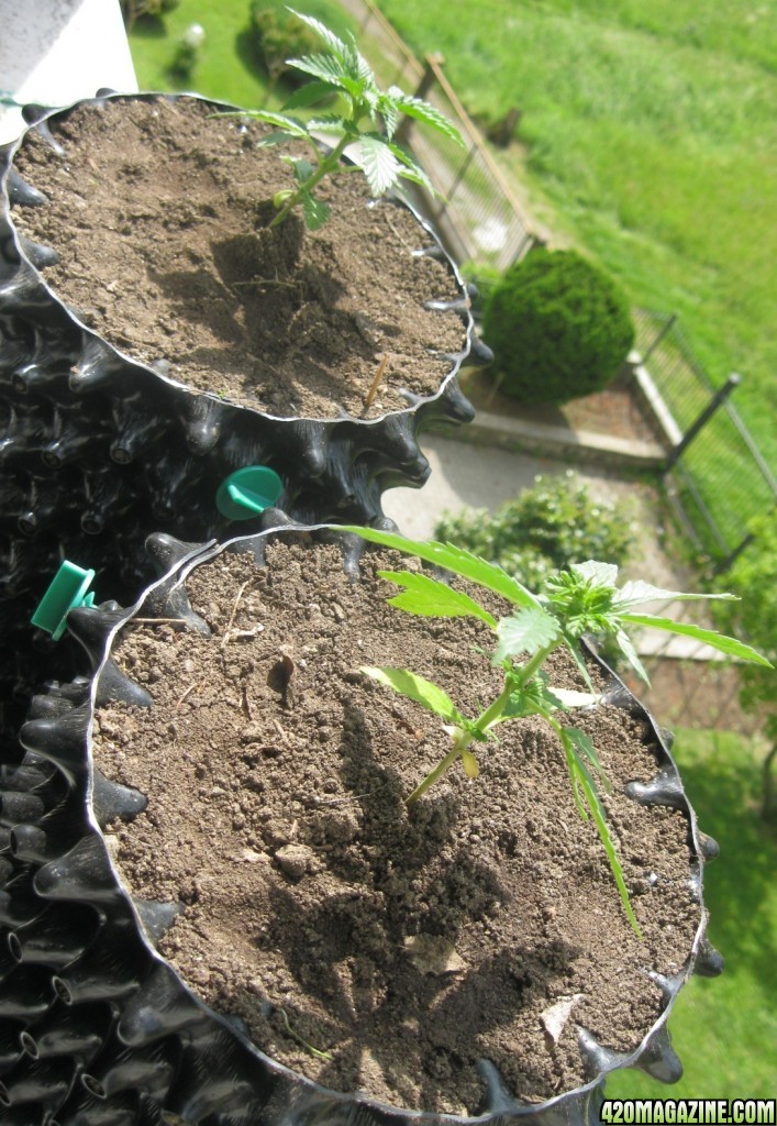 Outdoor seedlings