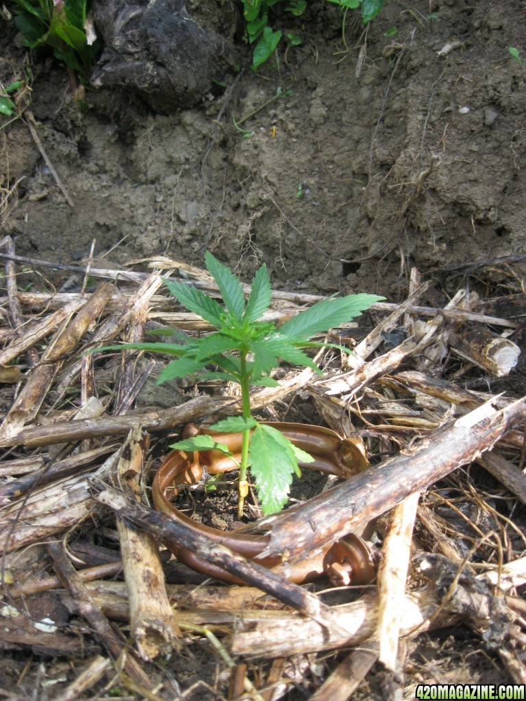 Outdoor seedlings