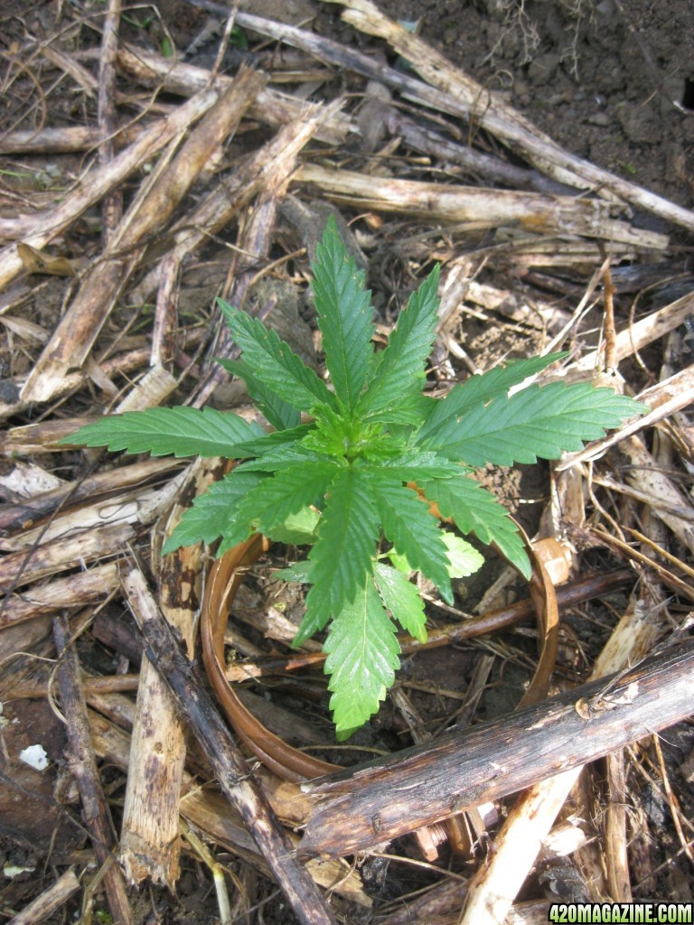 Outdoor seedlings