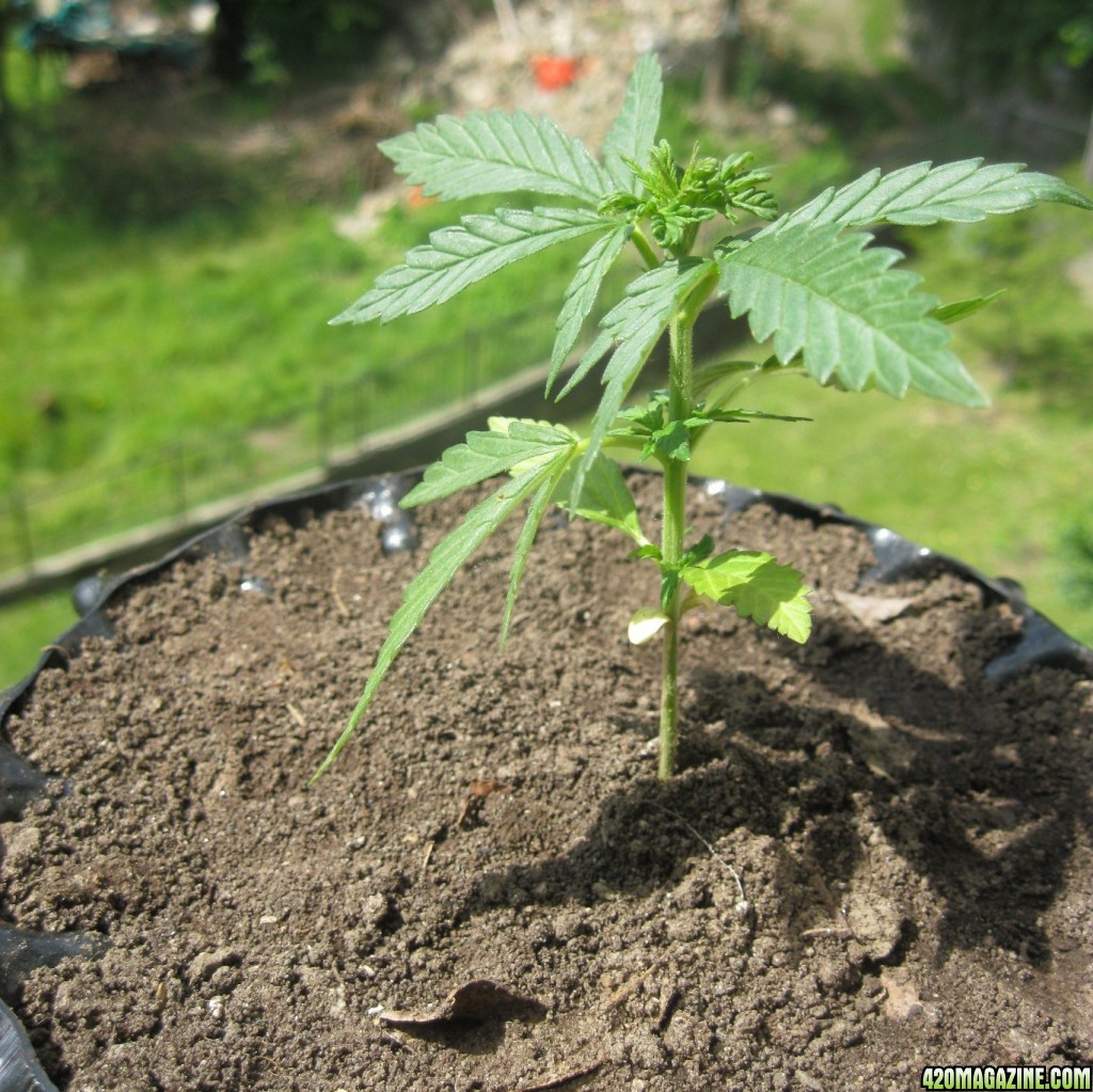 Outdoor seedlings