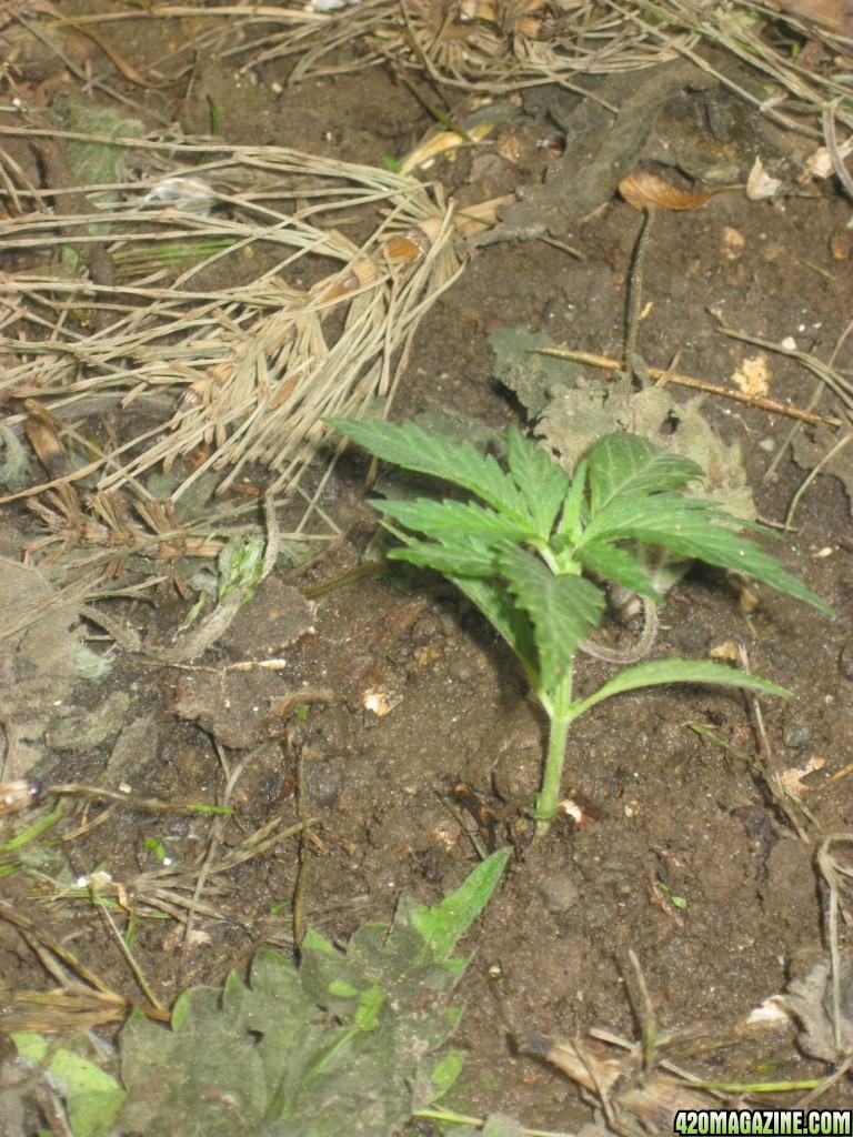 Outdoor seedlings