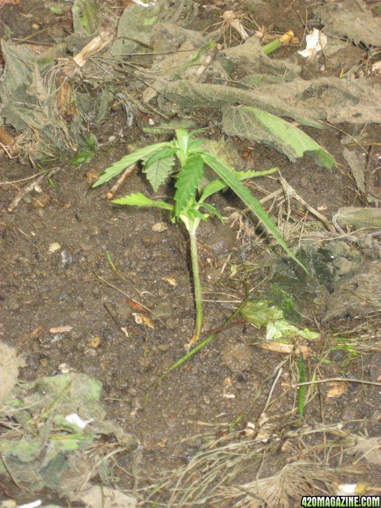 Outdoor seedlings