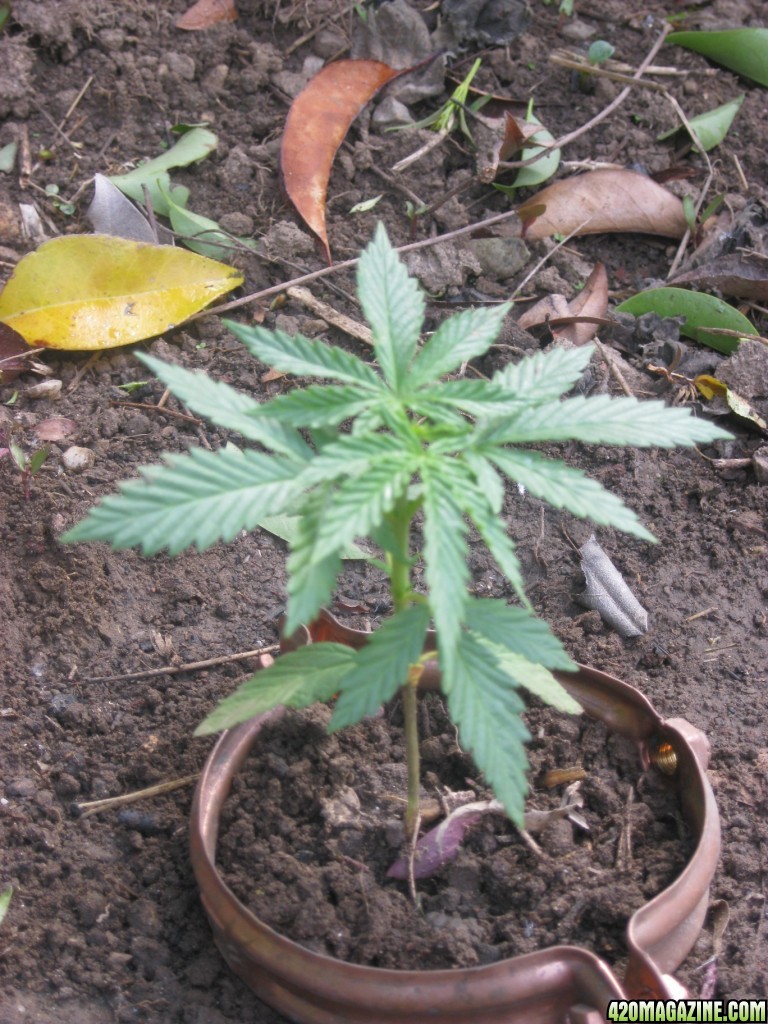 Outdoor seedlings