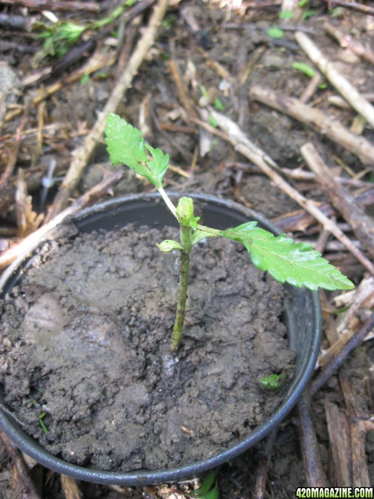 Outdoor seedlings