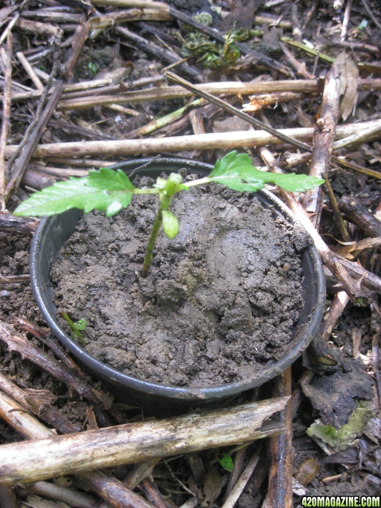 Outdoor seedlings