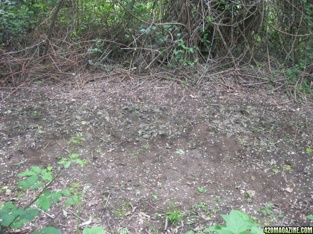 Outdoor seedlings