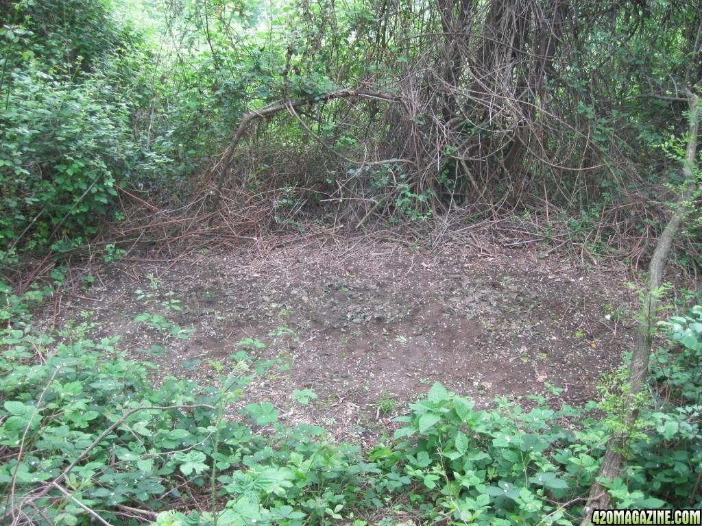 Outdoor seedlings