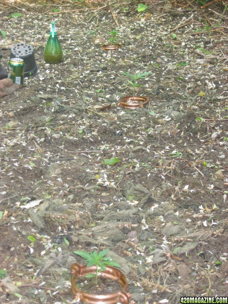 Outdoor seedlings