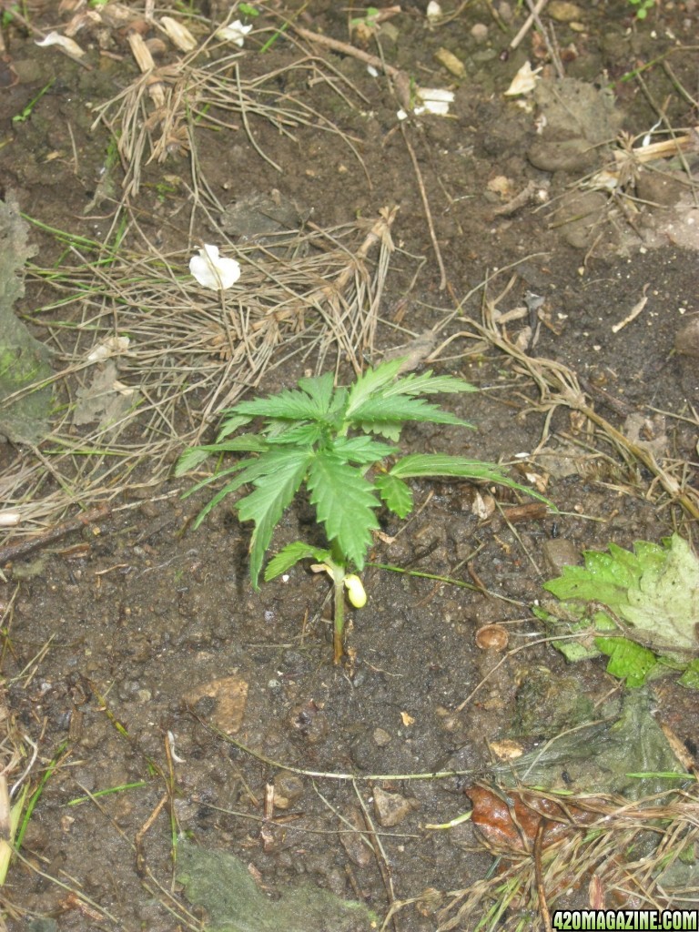 Outdoor seedlings