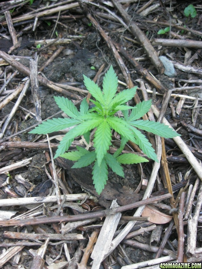 Outdoor seedlings