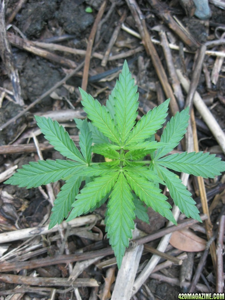 Outdoor seedlings