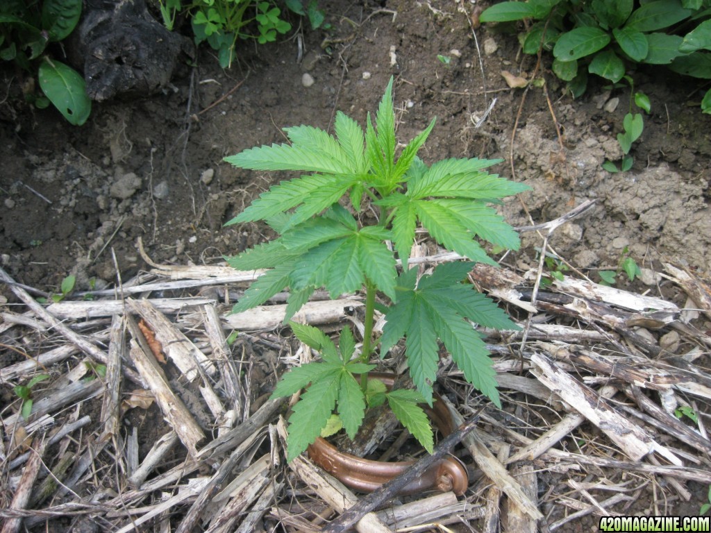 Outdoor seedlings