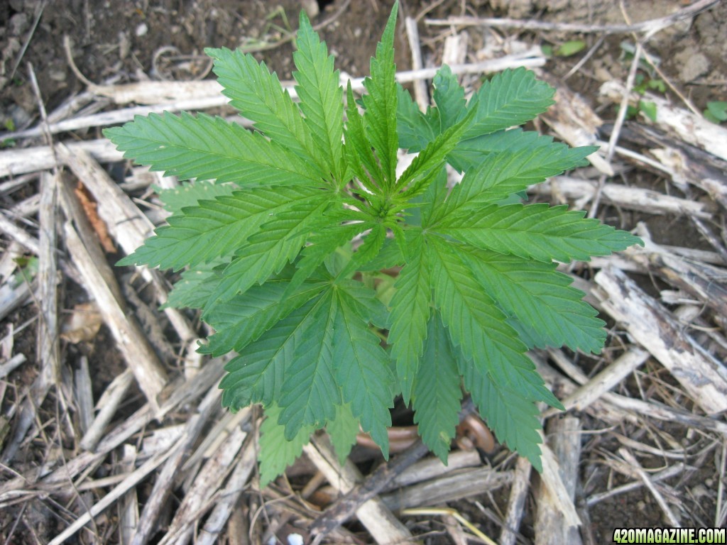 Outdoor seedlings