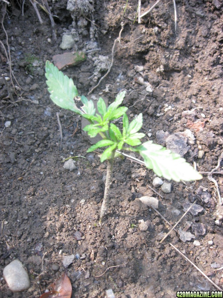 Outdoor seedlings