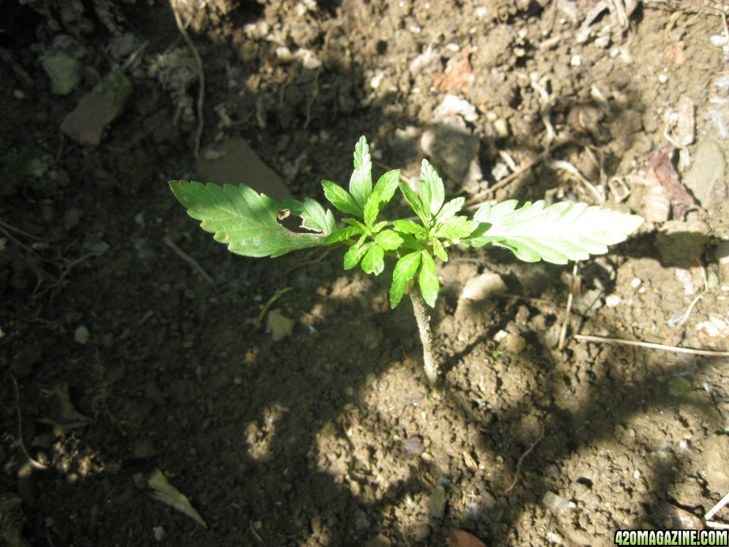 Outdoor seedlings