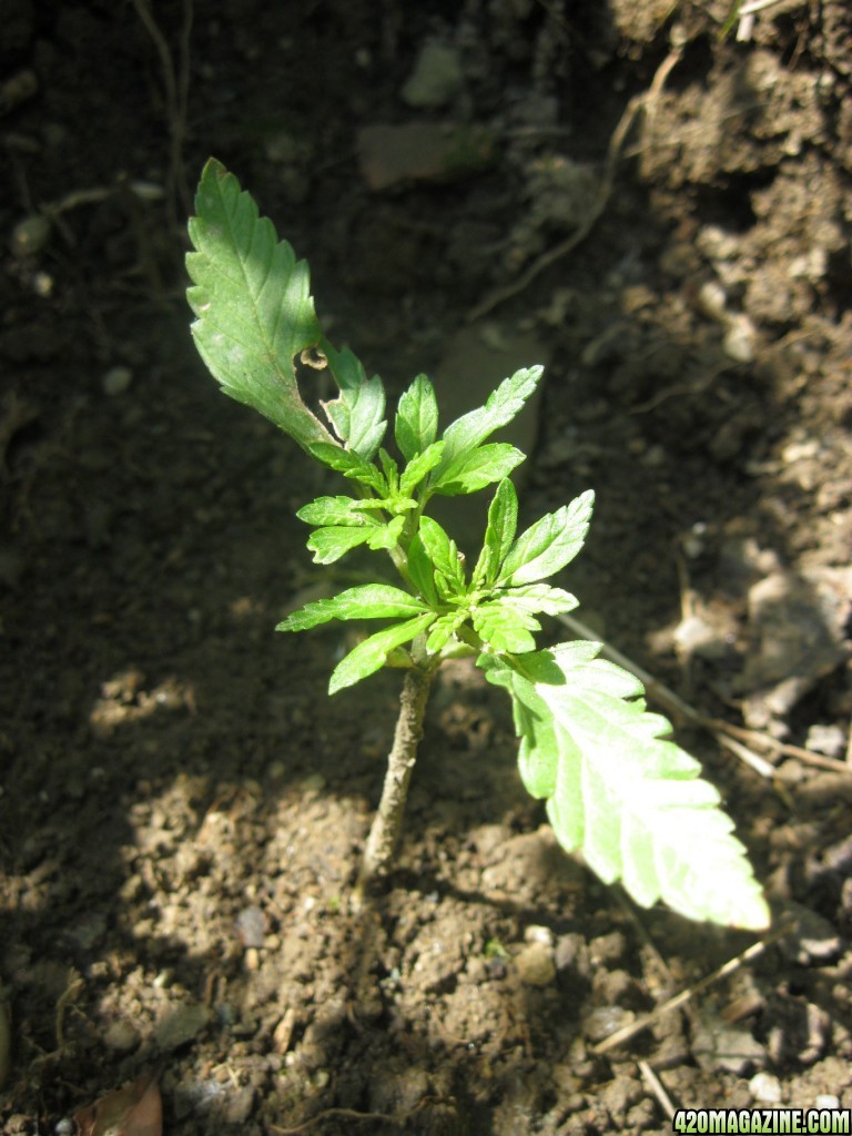 Outdoor seedlings