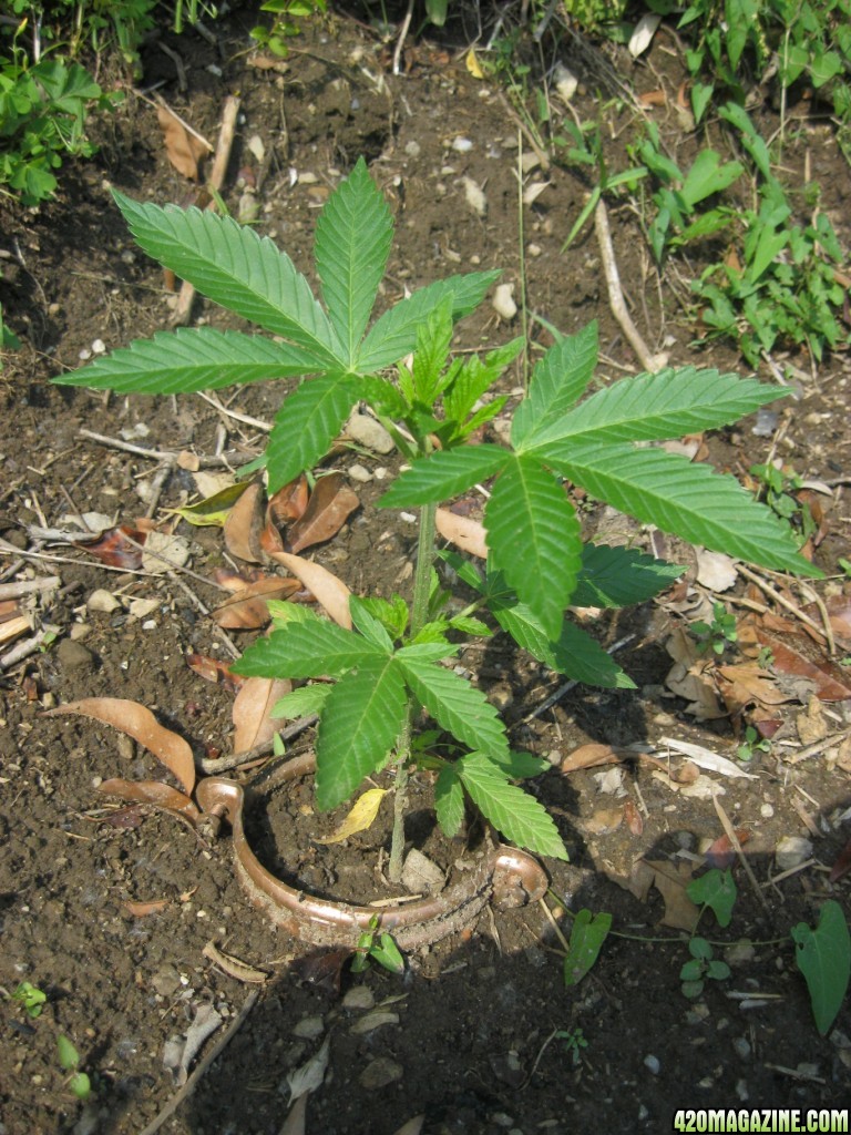 Outdoor seedlings