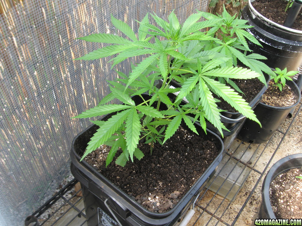 Outdoor Soil grow in Hawaii2013