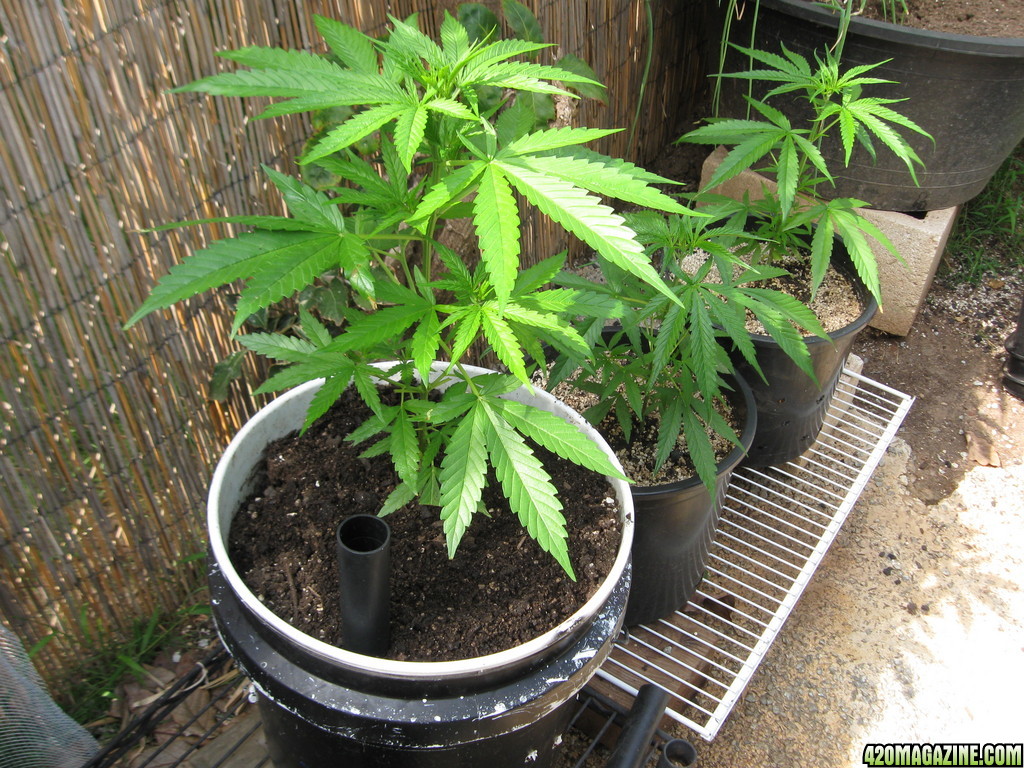 Outdoor Soil grow in Hawaii2013