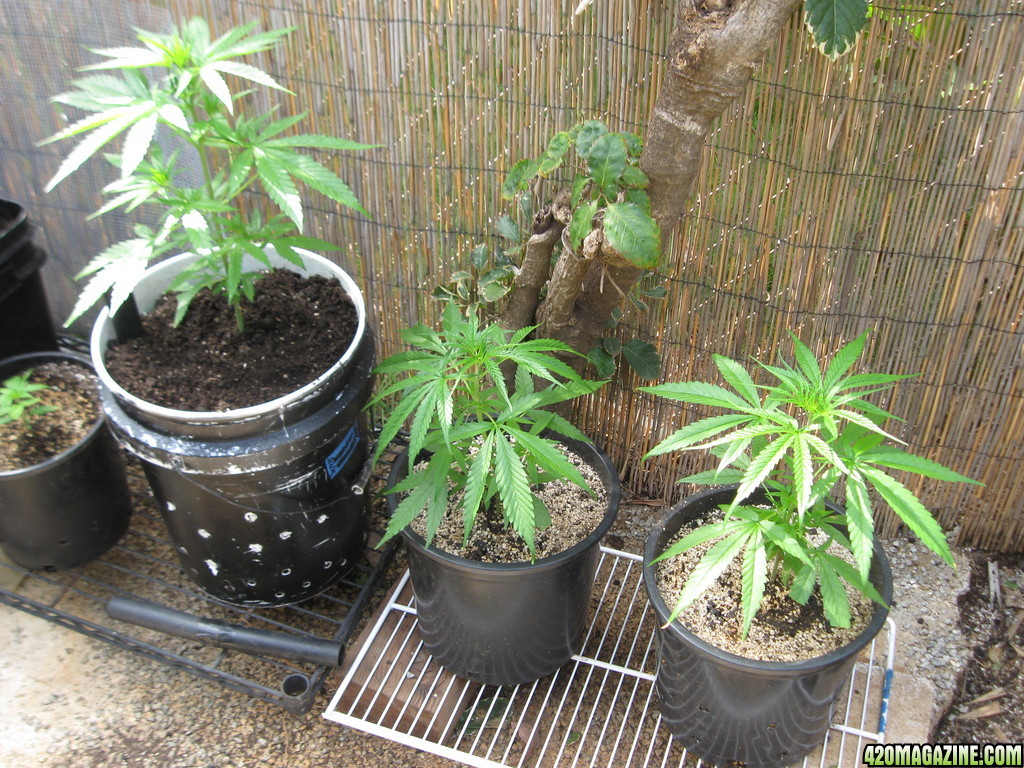 Outdoor Soil grow in Hawaii2013