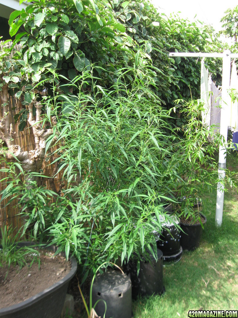 Outdoor Soil grow in Hawaii2013