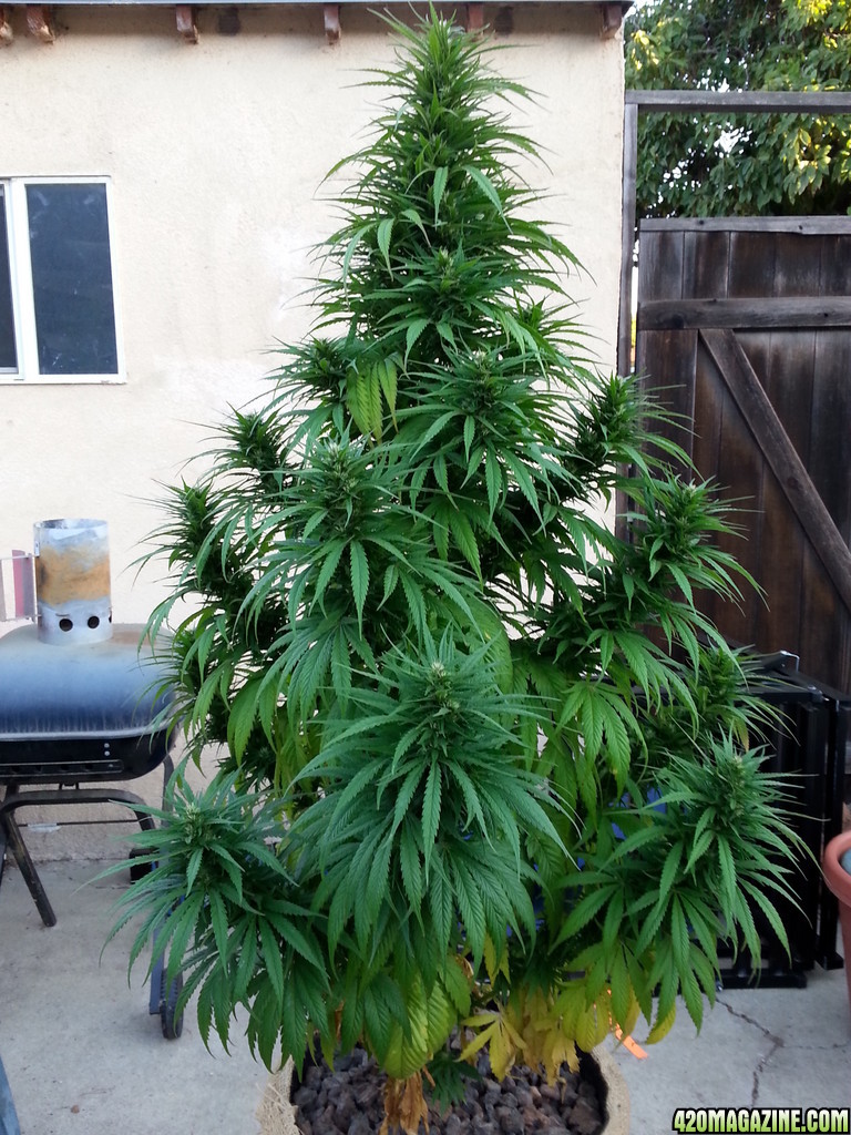 outdoor tree