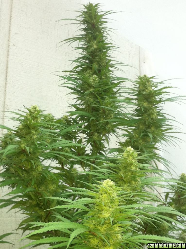 Outdoor White Rhino &amp; Tootie Fruity