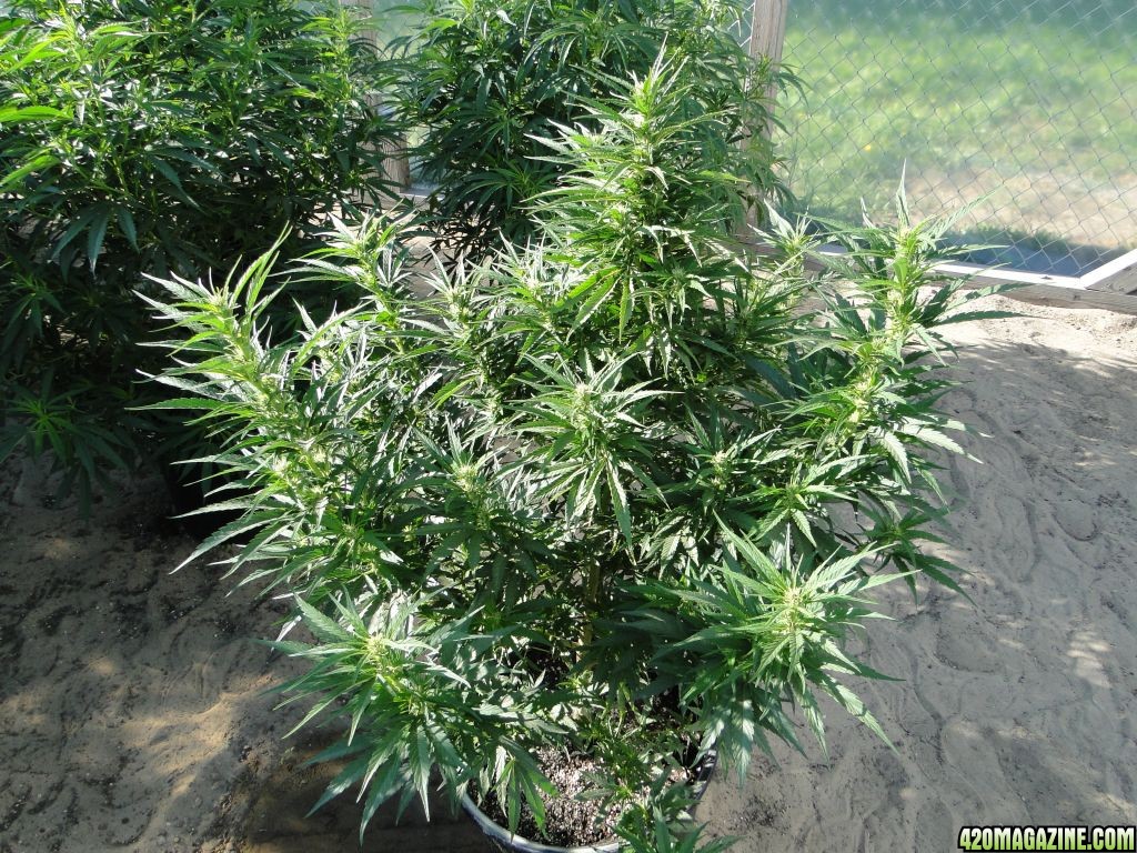 Outdoor_Lambsbread