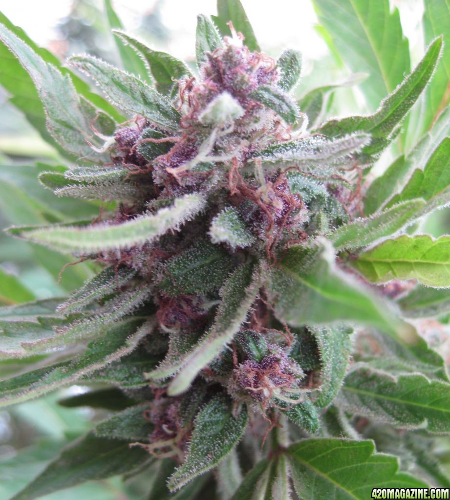 Outdoor_Organic_Cherry_Kush