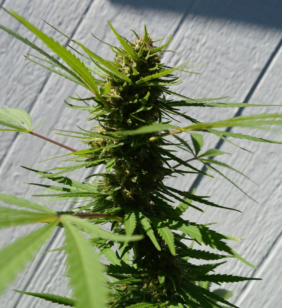 Outdoorbud 003.JPG