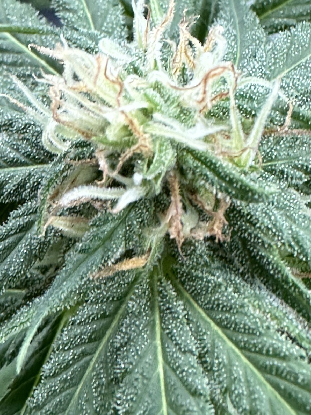 OUTDOORBUD1215.jpg