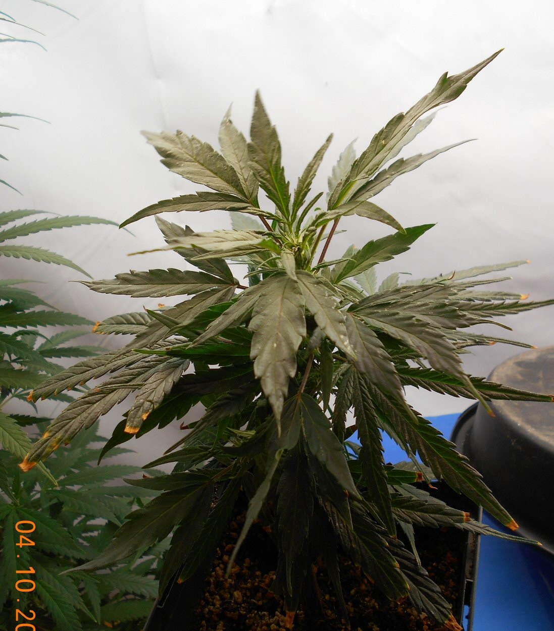 OutdoorGirl041020Clone.JPG